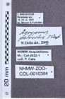 Etikette zu Agrypnus porrectus (NHMW-ZOO-COL-0010384)